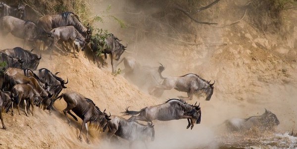 10 Days Special Serengeti Migration